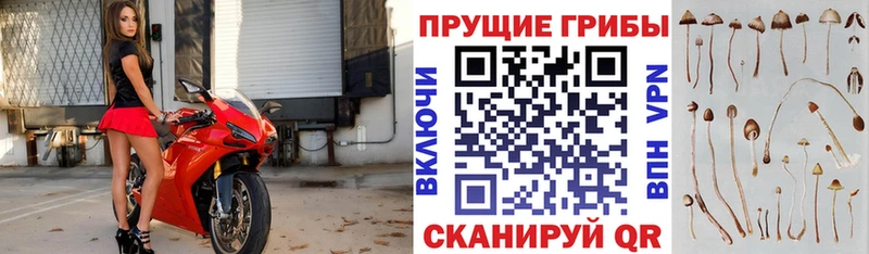 Псилоцибиновые грибы Psilocybine cubensis  Аргун 
